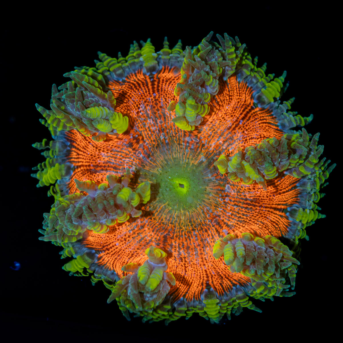 Rock Flower Anemone with oral disc in reef aquarium