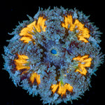 Rock Flower Anemone with oral disc in reef aquarium