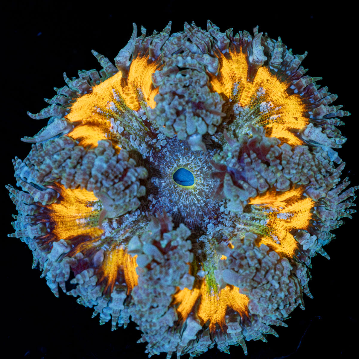 Rock Flower Anemone with oral disc in reef aquarium