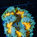 Rock Flower Anemone with oral disc in reef aquarium