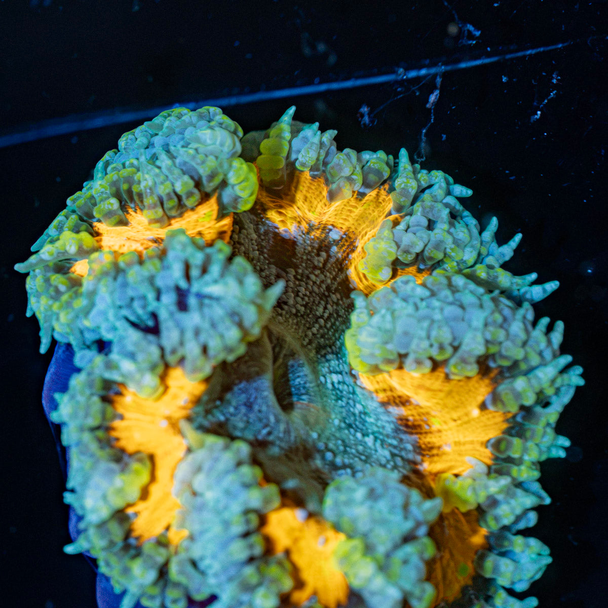 Rock Flower Anemone with oral disc in reef aquarium