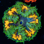 Rock Flower Anemone with oral disc in reef aquarium