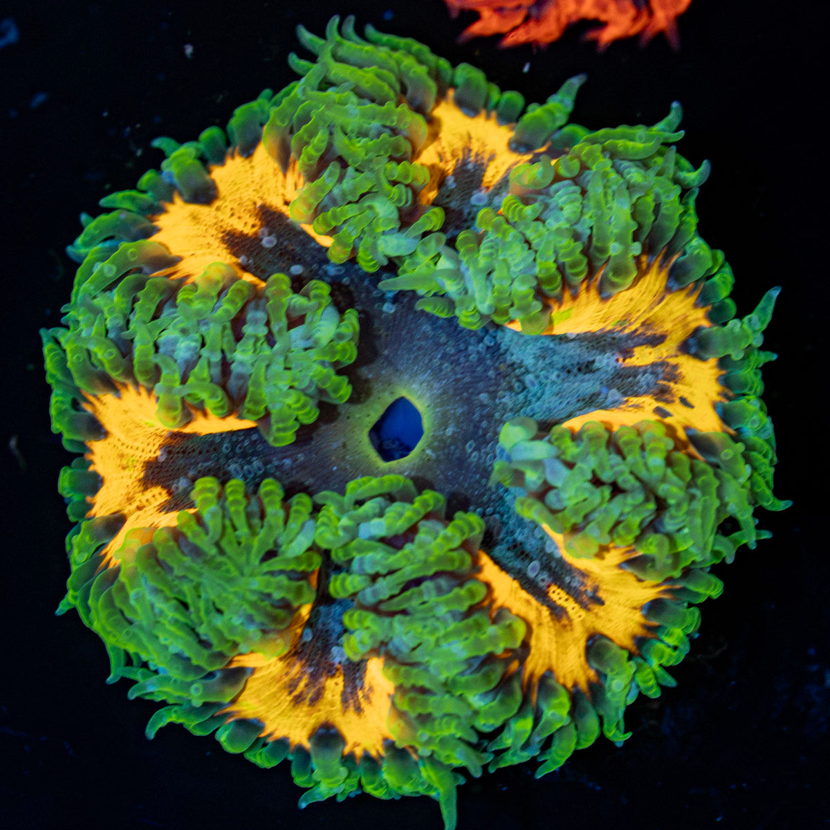Rock Flower Anemone with oral disc in reef aquarium