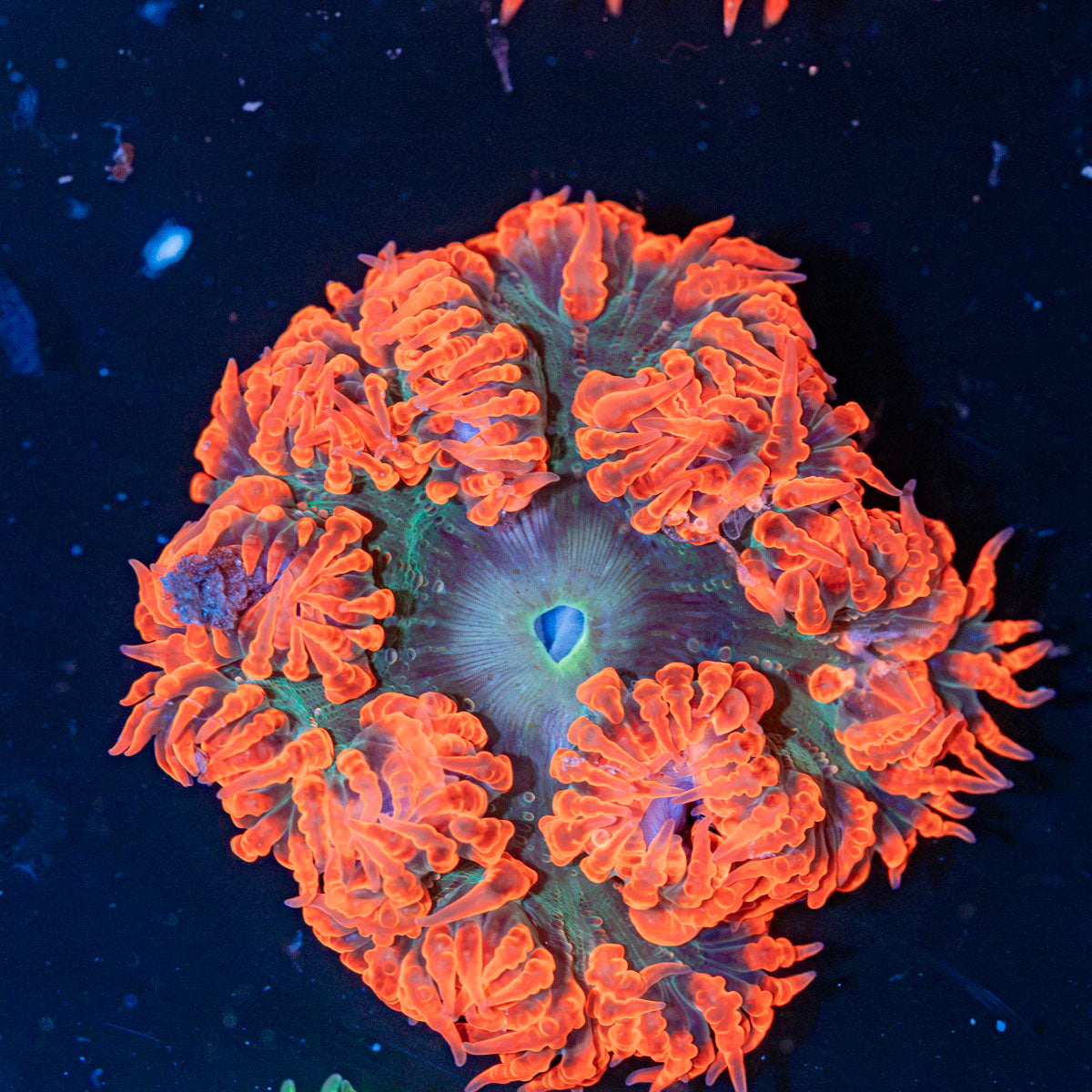 Rock Flower Anemone with oral disc in reef aquarium
