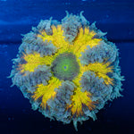 Rock Flower Anemone with oral disc in reef aquarium