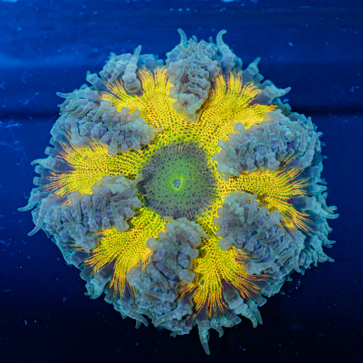 Rock Flower Anemone with oral disc in reef aquarium