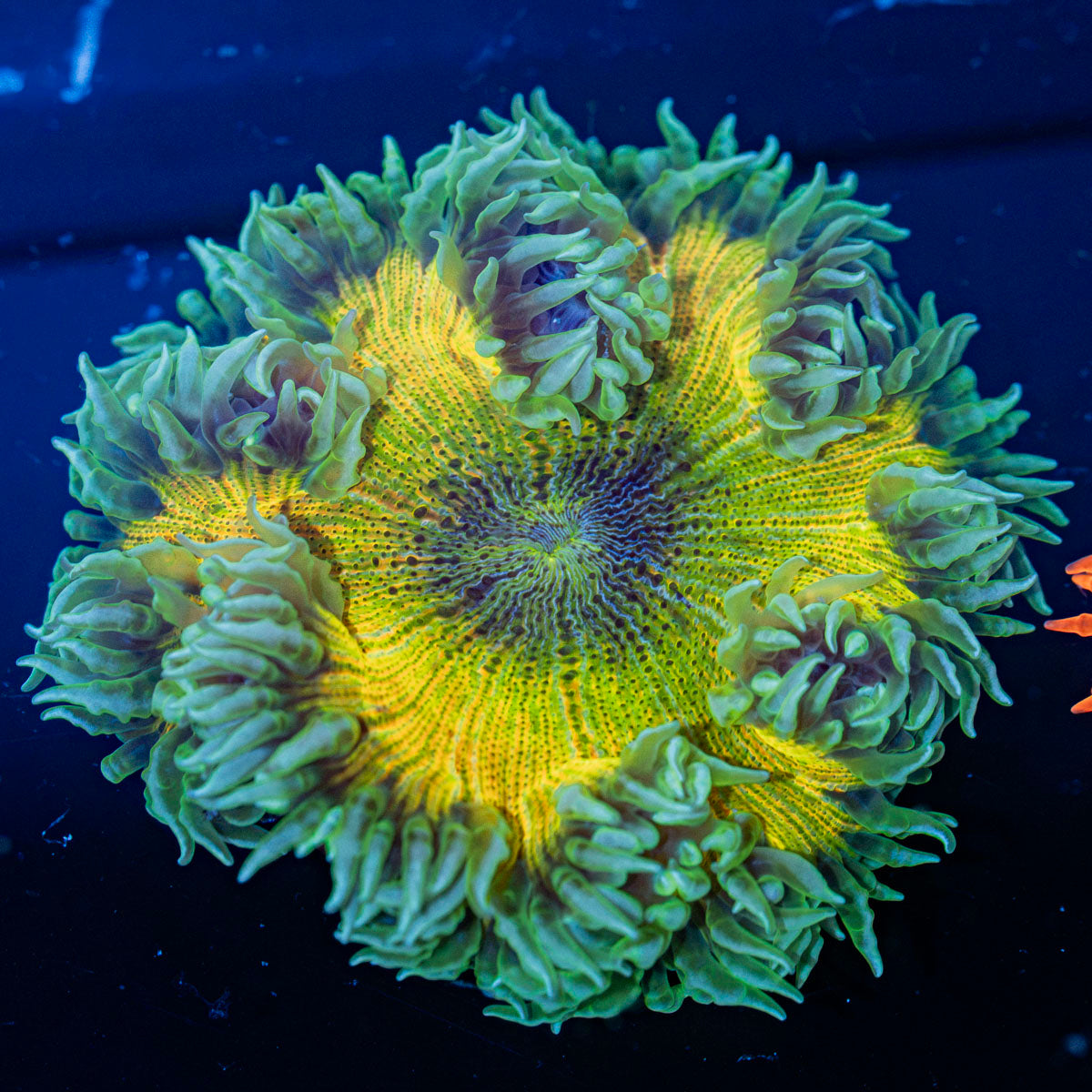 Rock Flower Anemone with oral disc in reef aquarium