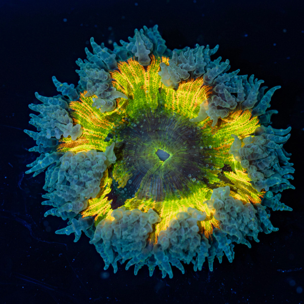Rock Flower Anemone with oral disc in reef aquarium