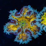 Rock Flower Anemone with oral disc in reef aquarium