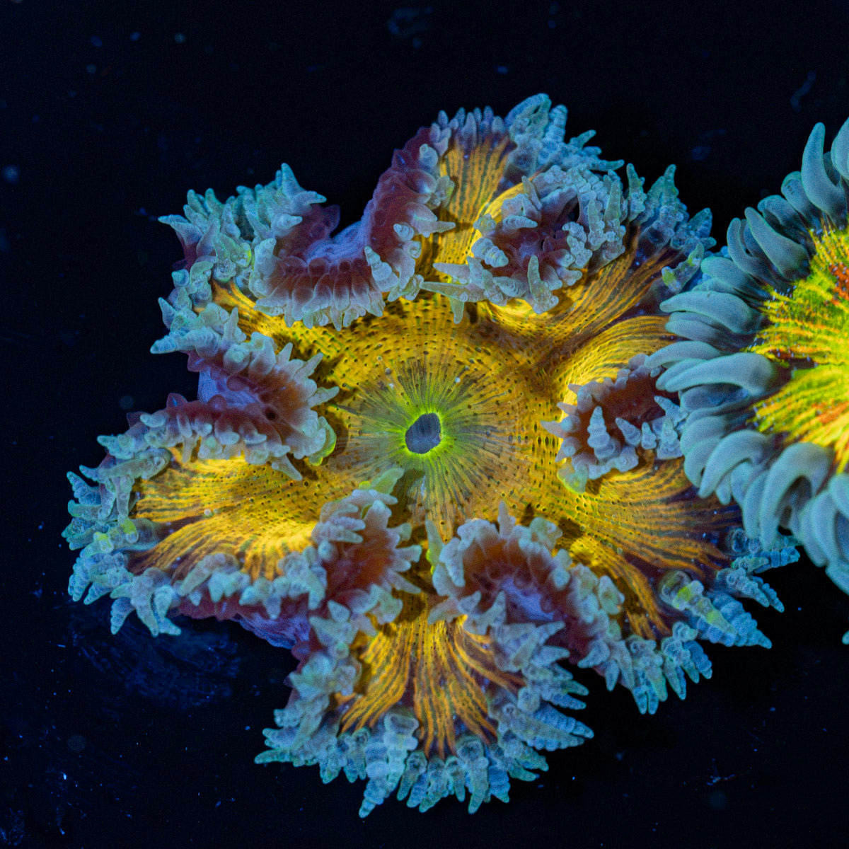 Rock Flower Anemone with oral disc in reef aquarium