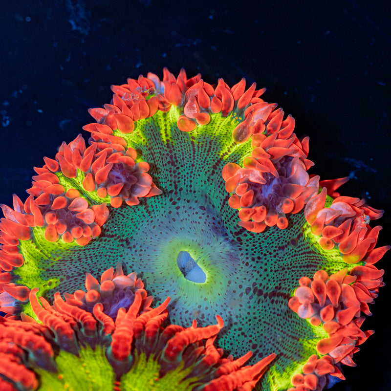 Rock Flower Anemone with oral disc in reef aquarium