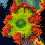 Rock Flower Anemone with oral disc in reef aquarium