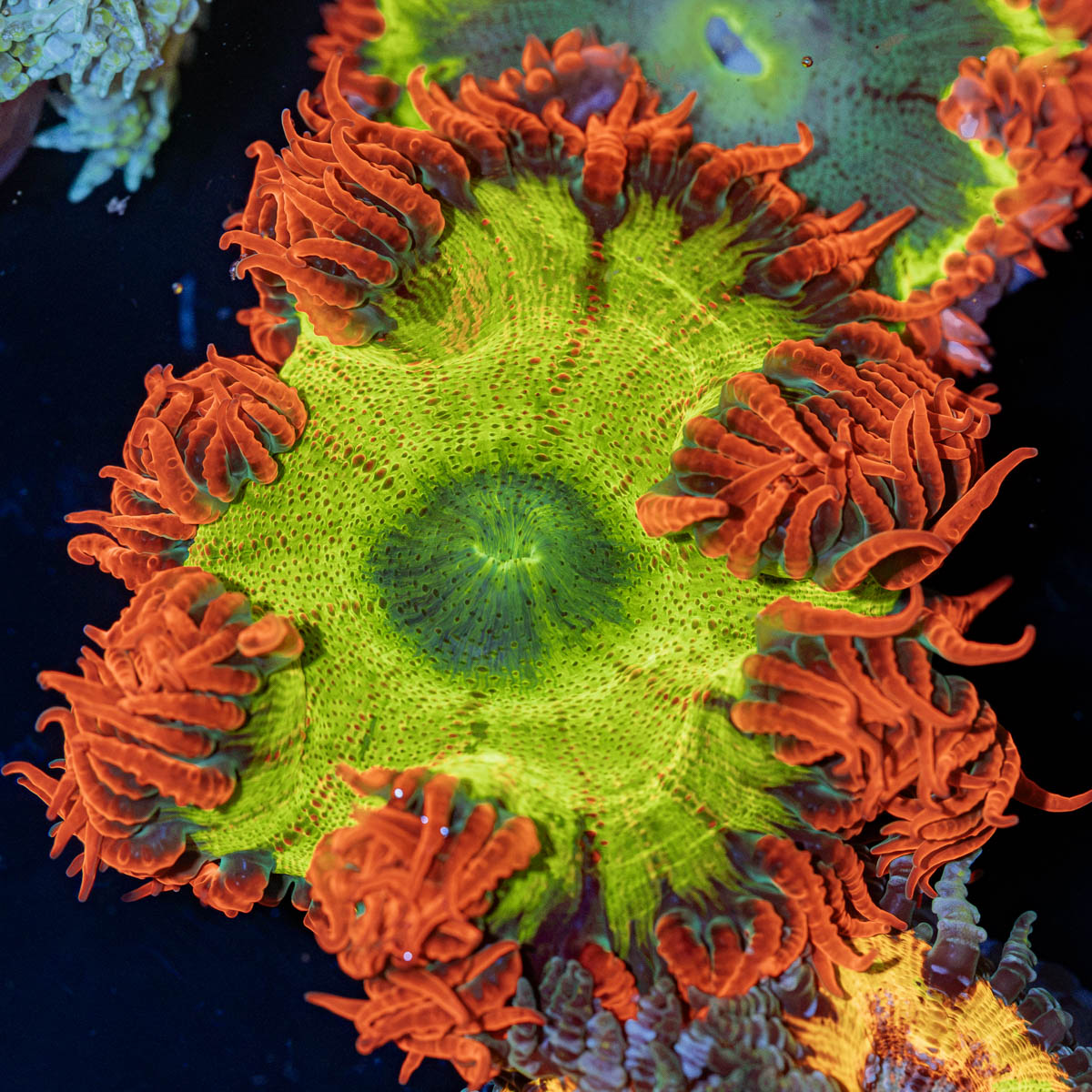 Rock Flower Anemone with oral disc in reef aquarium