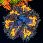 Rock Flower Anemone with oral disc in reef aquarium