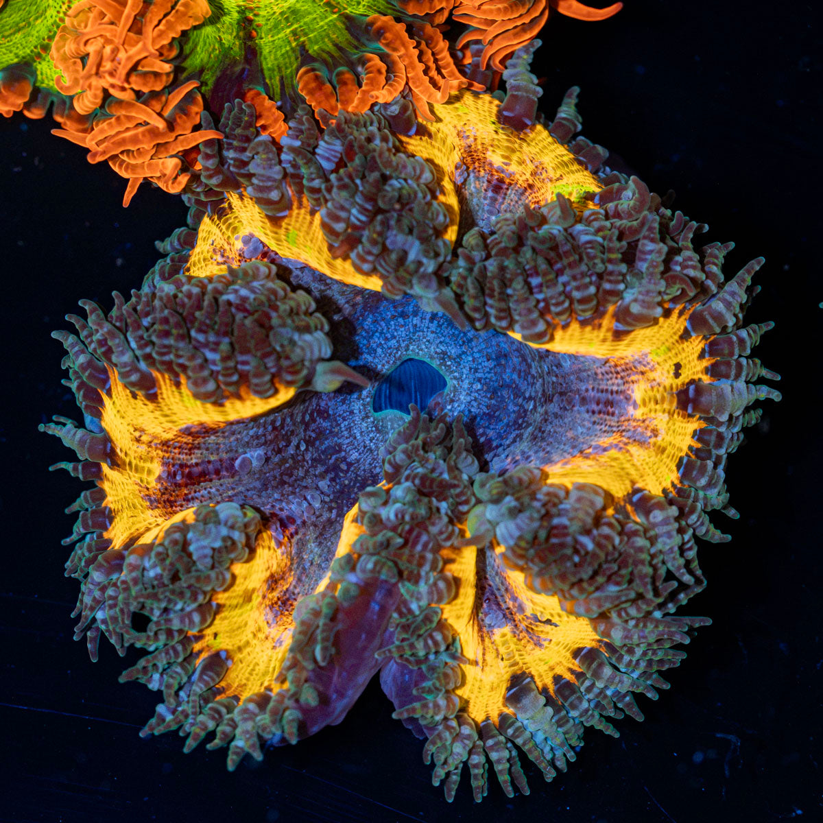 Rock Flower Anemone with oral disc in reef aquarium
