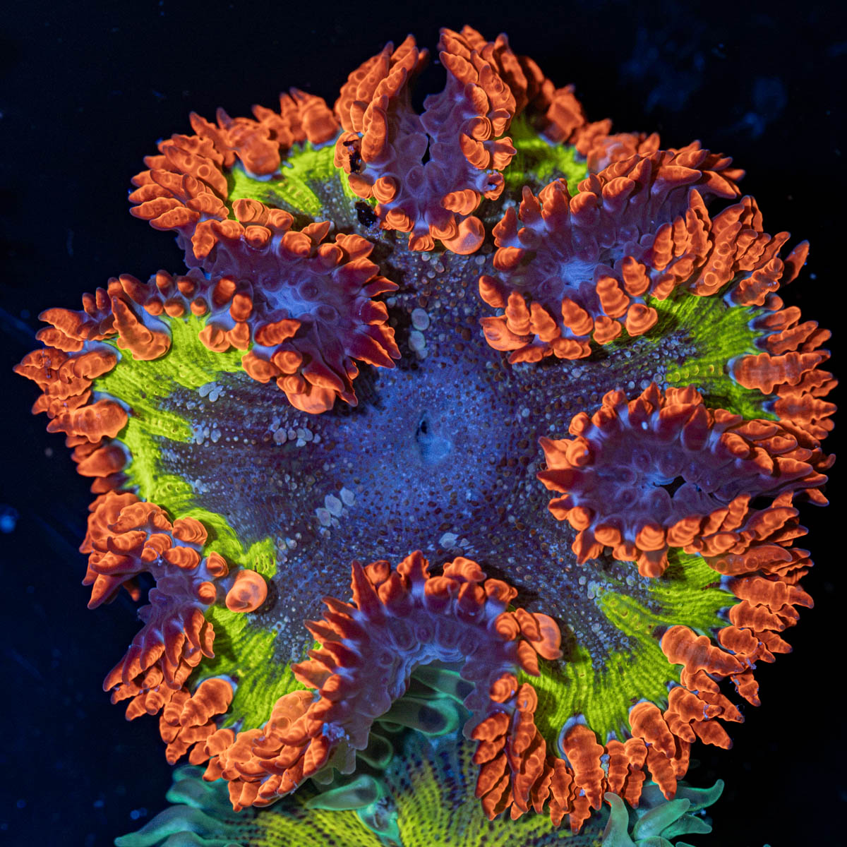 Rock Flower Anemone with oral disc in reef aquarium