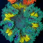 Rock Flower Anemone with oral disc in reef aquarium