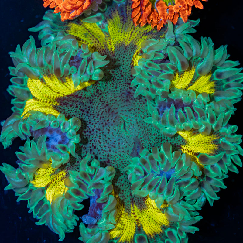Rock Flower Anemone with oral disc in reef aquarium