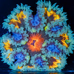 Rock Flower Anemone with oral disc in reef aquarium