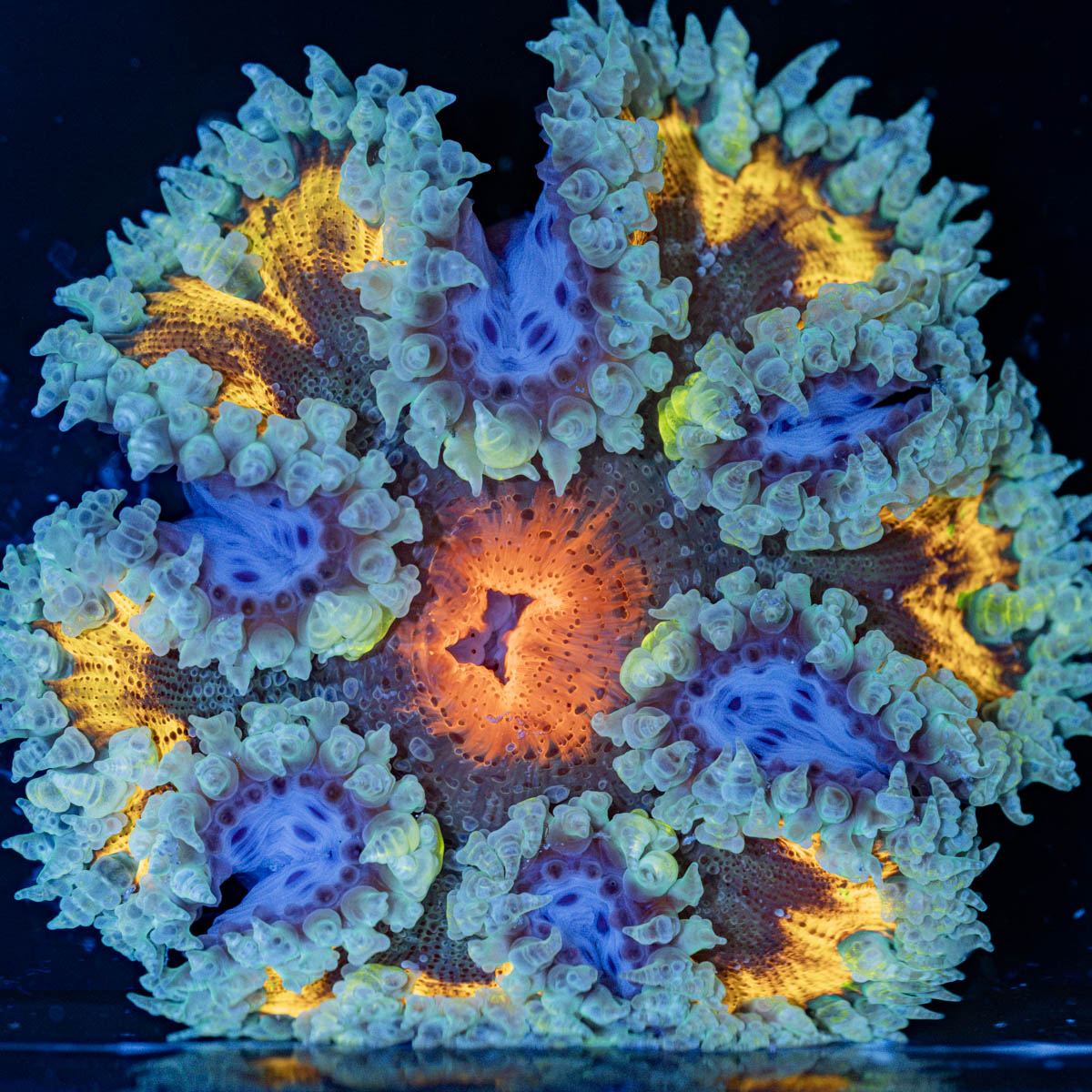 Rock Flower Anemone with oral disc in reef aquarium