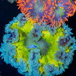 Rock Flower Anemone with oral disc in reef aquarium