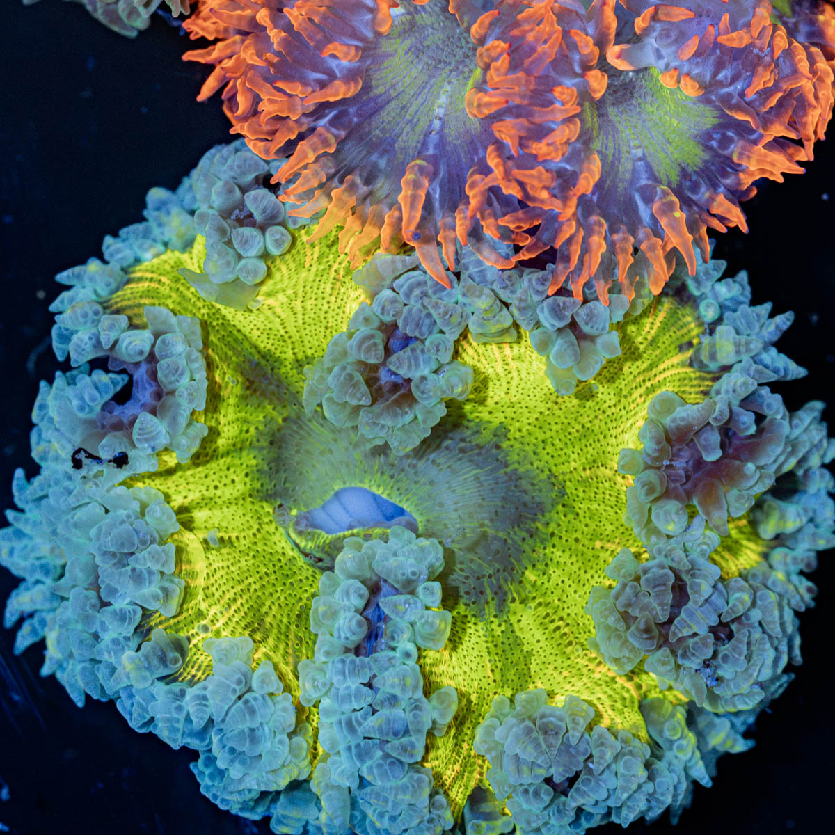 Rock Flower Anemone with oral disc in reef aquarium