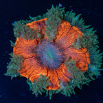 Rock Flower Anemone with oral disc in reef aquarium