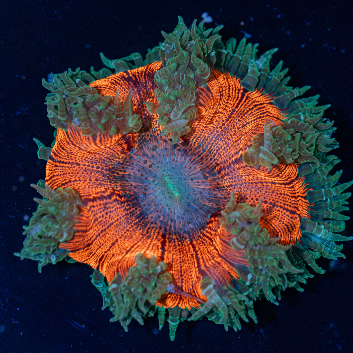 Rock Flower Anemone with oral disc in reef aquarium