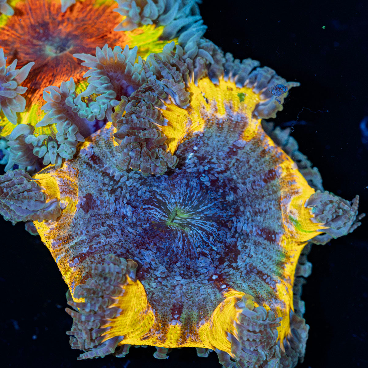 Rock Flower Anemone with oral disc in reef aquarium