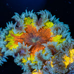 Rock Flower Anemone with oral disc in reef aquarium