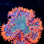 Rock Flower Anemone with oral disc in reef aquarium