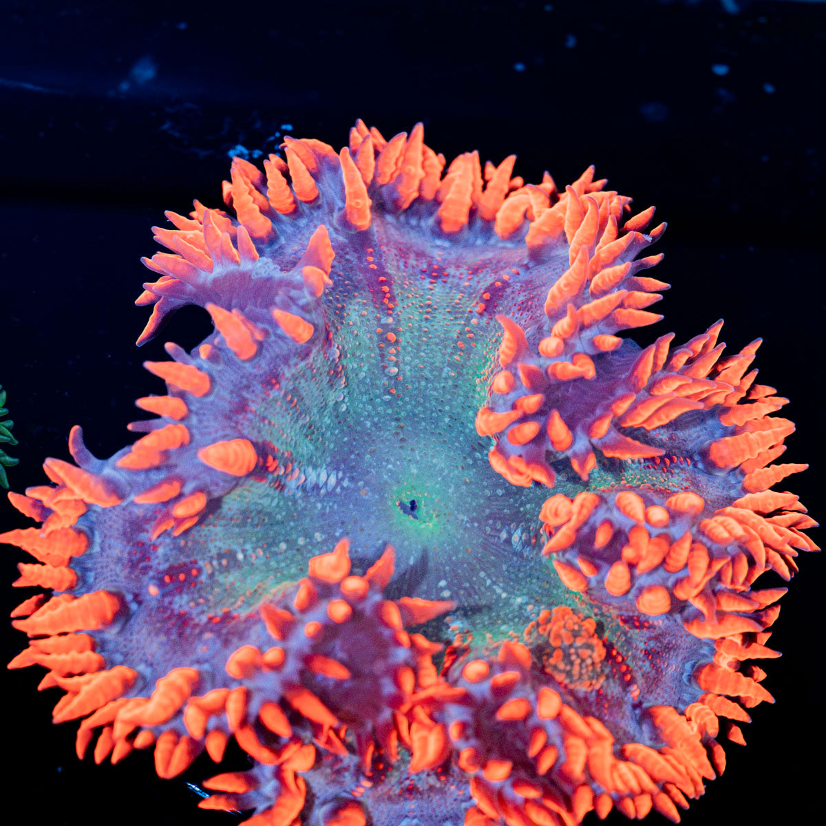 Rock Flower Anemone with oral disc in reef aquarium