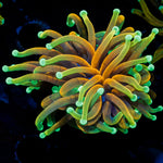 Dragon Fire Torch Euphyllia Coral with flowing tentacles in reef aquarium