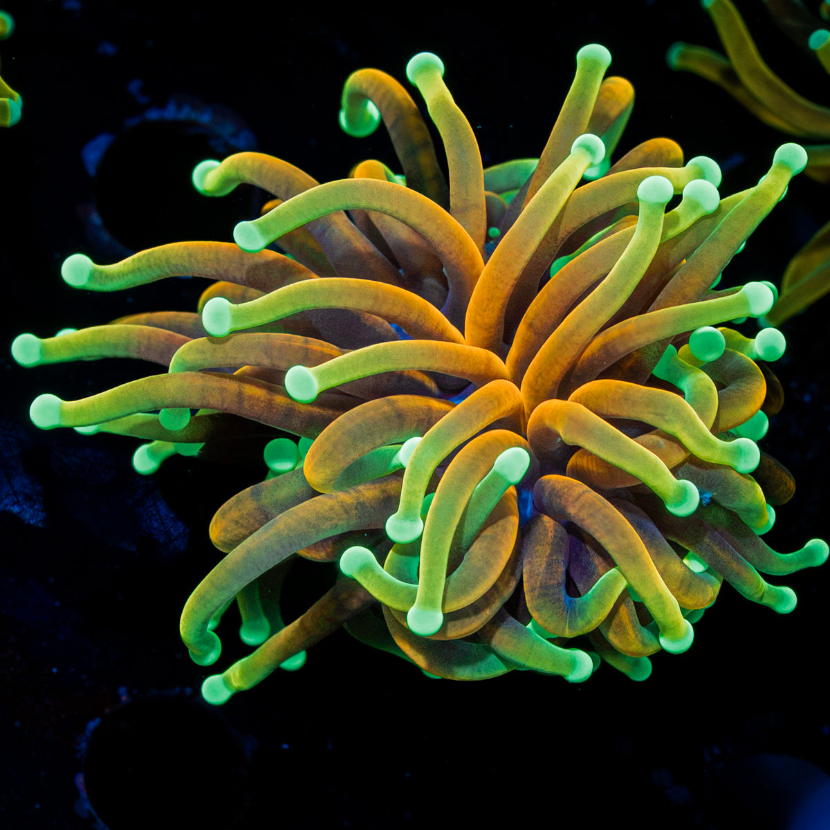 Dragon Fire Torch Euphyllia Coral with flowing tentacles in reef aquarium