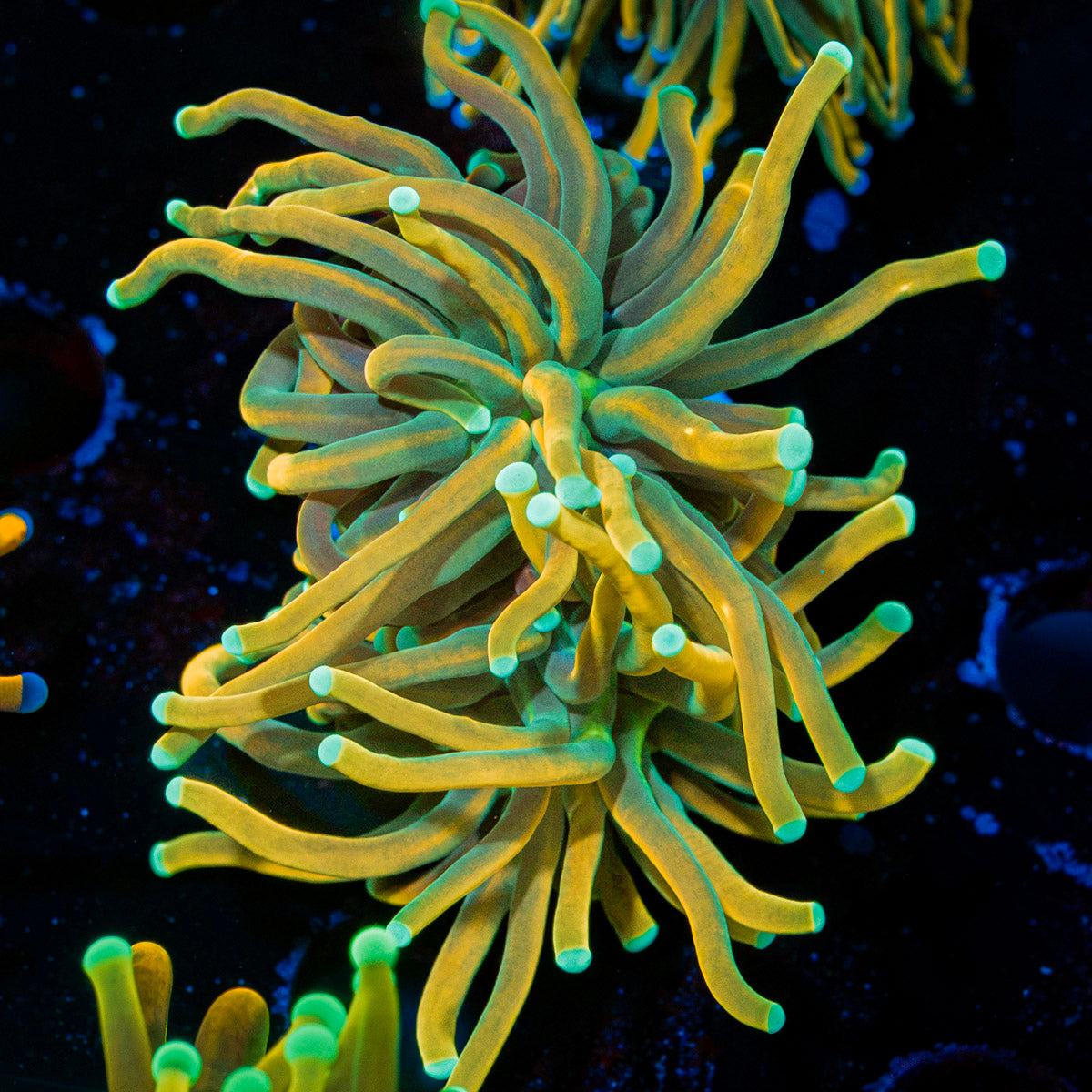 Pot of Gold Torch Euphyllia Coral with flowing tentacles in reef aquarium