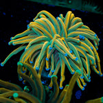 Dragon Tamer torch Euphyllia coral with flowing tentacles in reef aquarium