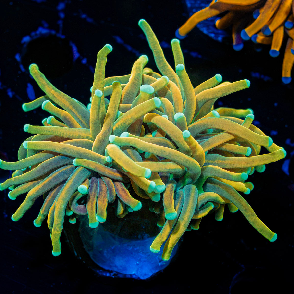 Pot of Gold Torch Euphyllia Coral with flowing tentacles in reef aquarium