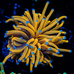 24k Gold Torch Euphyllia Coral with flowing tentacles in reef aquarium