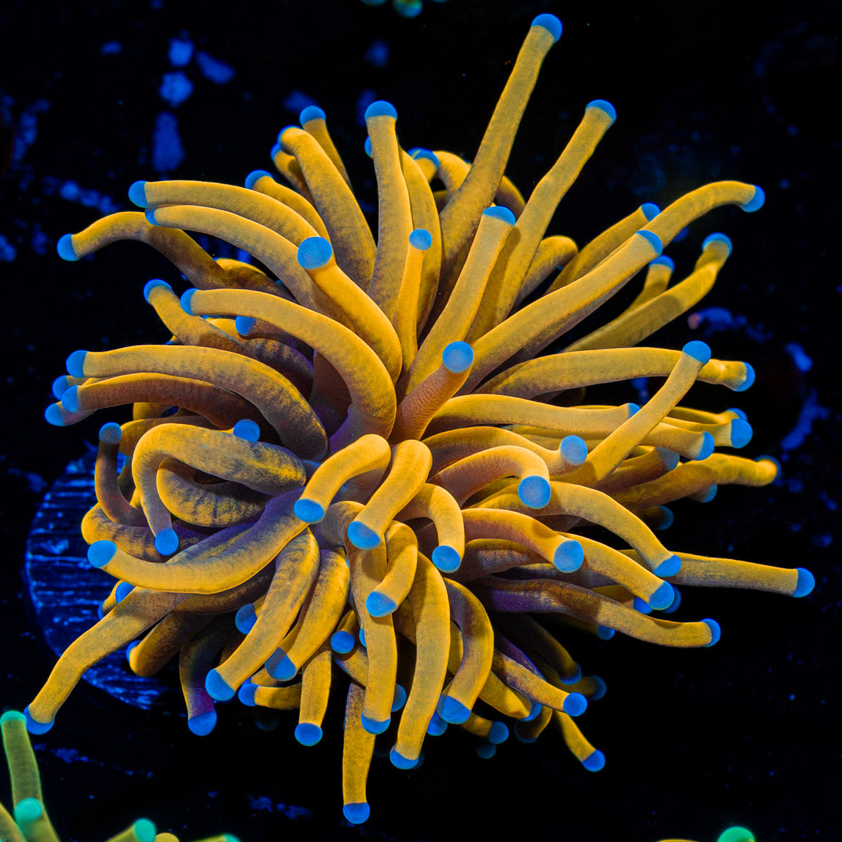 24k Gold Torch Euphyllia Coral with flowing tentacles in reef aquarium