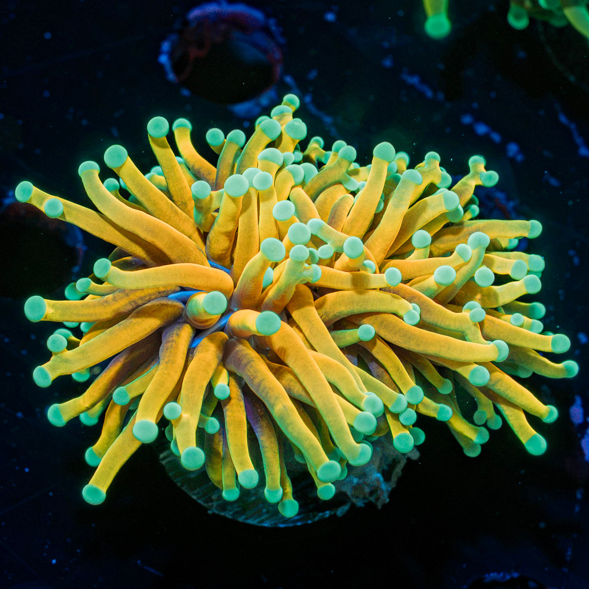 Hellfire Torch Euphyllia Coral with flowing tentacles in reef aquarium