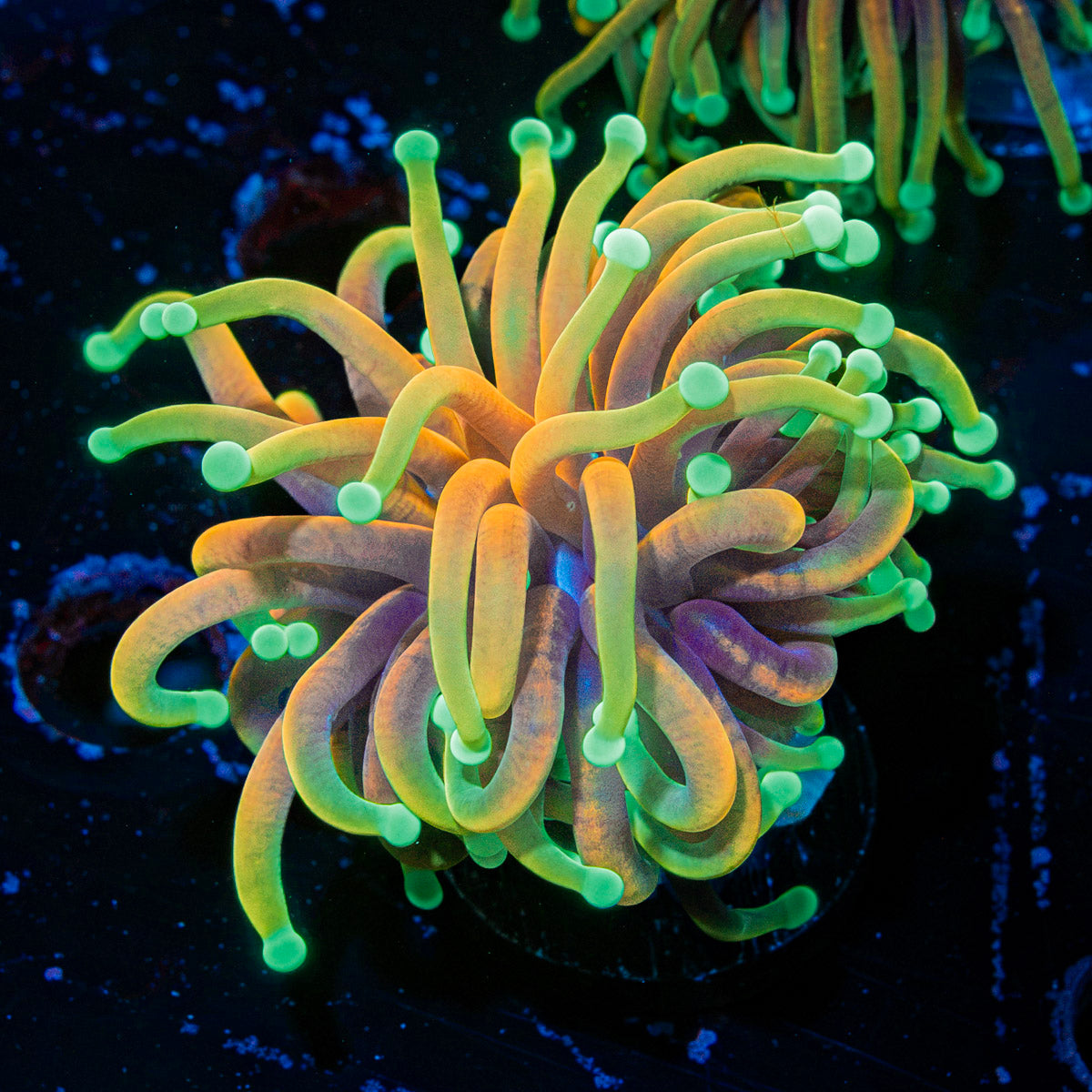 Inferno torch Euphyllia coral with flowing tentacles in reef aquarium