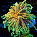 Inferno torch Euphyllia coral with flowing tentacles in reef aquarium