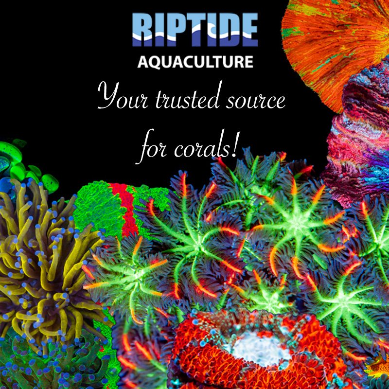 Riptide Aquaculture | Aquacultured Coral for Reef Tanks