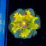 Ultra Rock Flower Anemone with colorful oral disc in reef aquarium