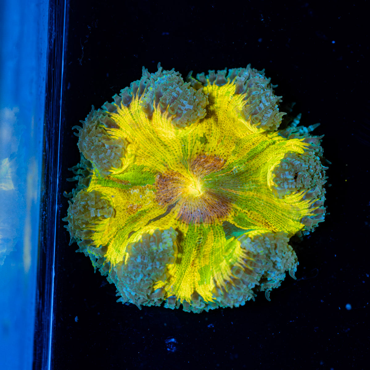 Ultra Rock Flower Anemone with colorful oral disc in reef aquarium