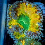 Ultra Rock Flower Anemone with colorful oral disc in reef aquarium