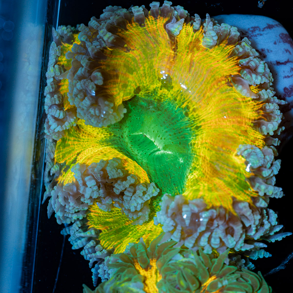 Ultra Rock Flower Anemone with colorful oral disc in reef aquarium