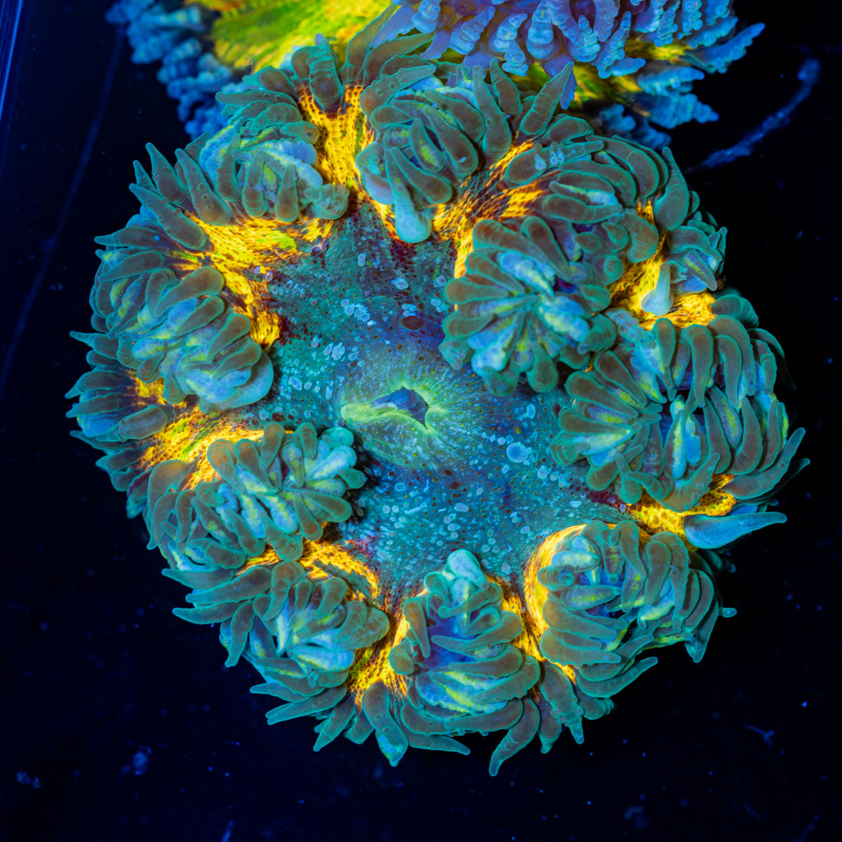 Ultra Rock Flower Anemone with colorful oral disc in reef aquarium