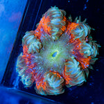 Ultra Rock Flower Anemone with colorful oral disc in reef aquarium