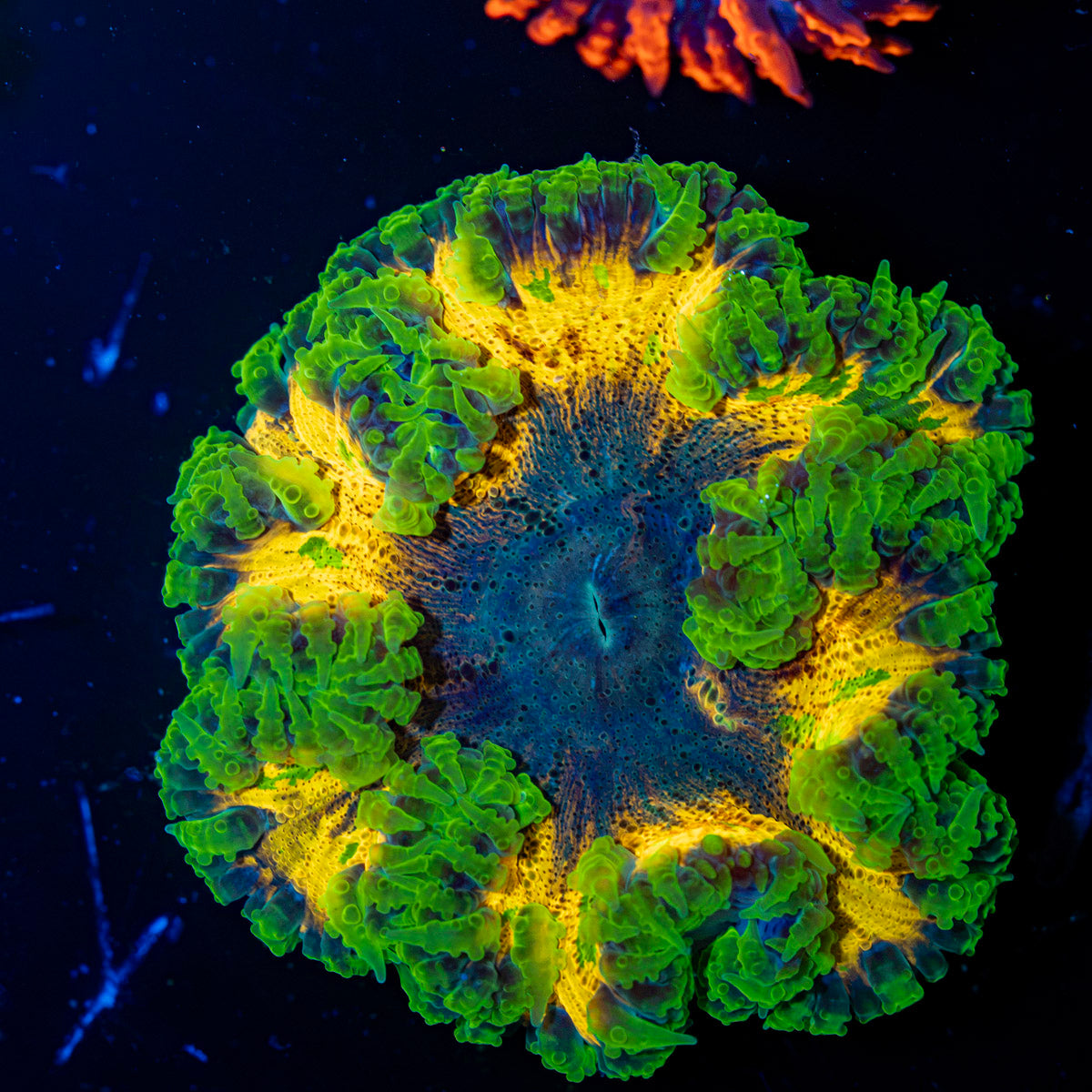 Ultra Rock Flower Anemone with colorful oral disc in reef aquarium